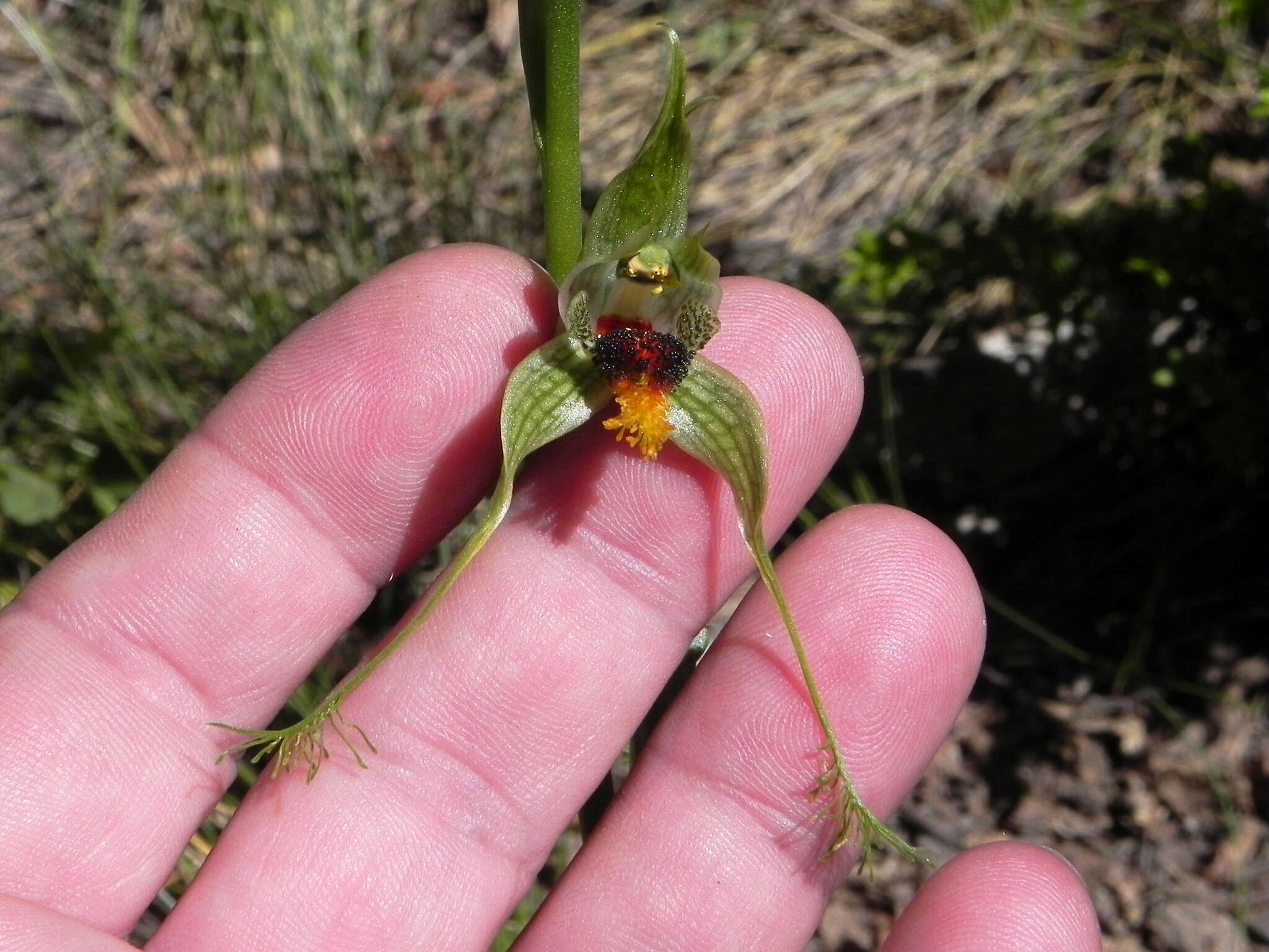 Image of Bipinnula volkmannii Kraenzl.