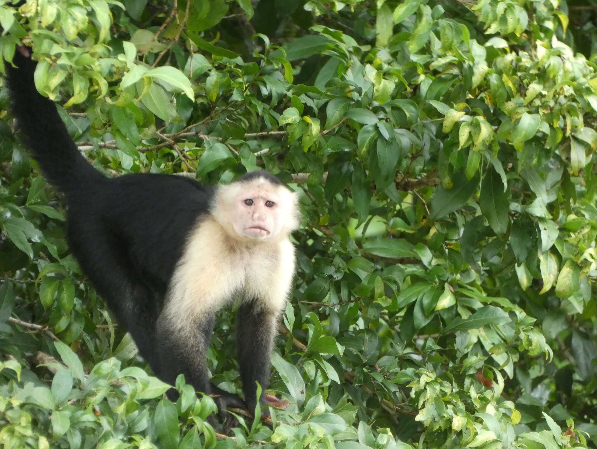 Image of white-faced capuchin