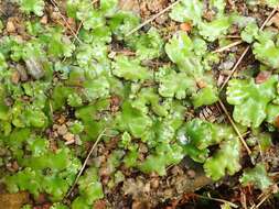 Marchantia foliacea Mitt. resmi