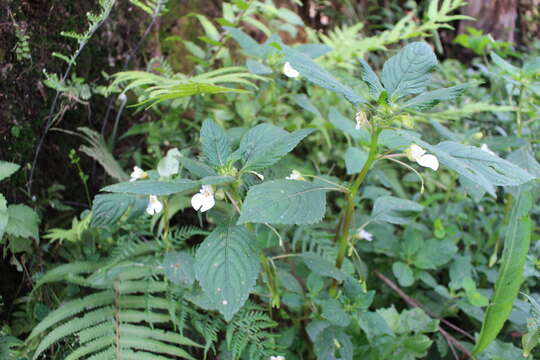 Image of Impatiens burtonii Hook. fil.