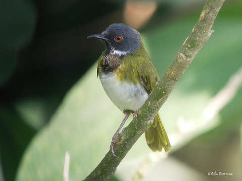 Image of Lowland Masked Apalis