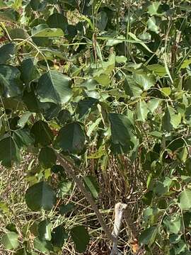 صورة Pterocarpus rotundifolius (Sond.) Druce