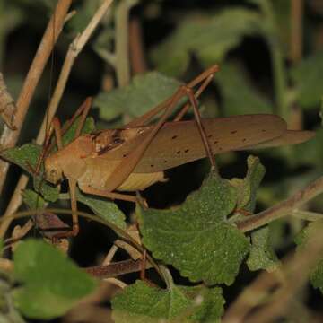 Image of Big Bend False Katydid