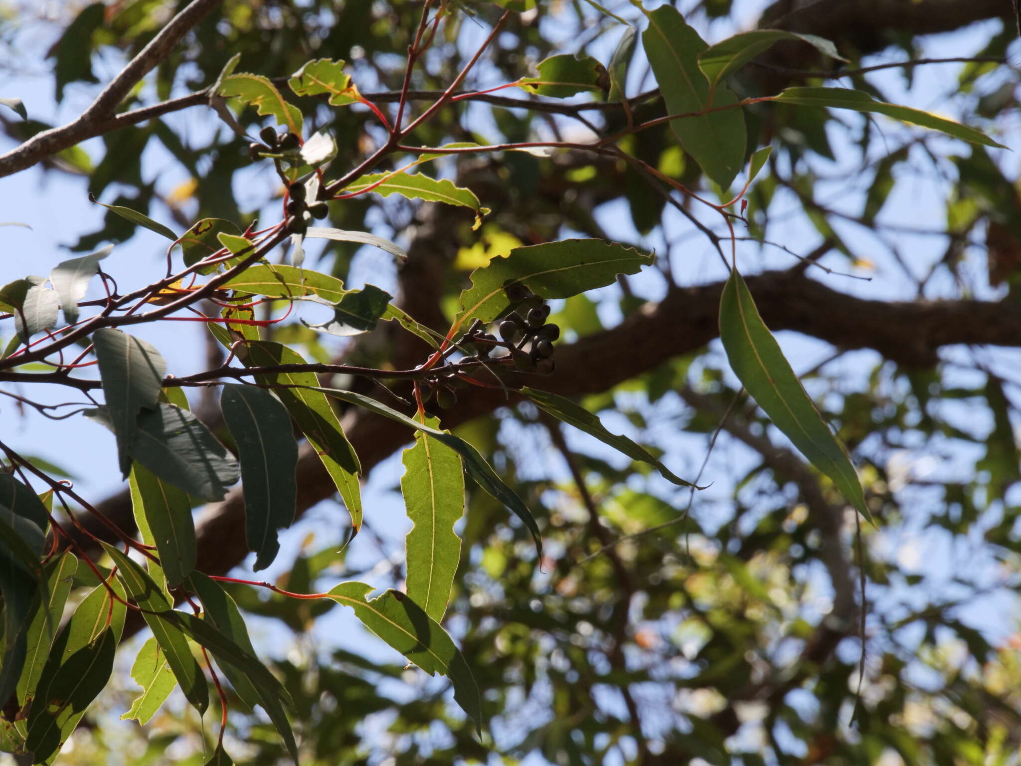 Image of Eucalyptus guilfoylei Maiden