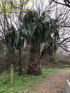 Image of Brazoria palmetto