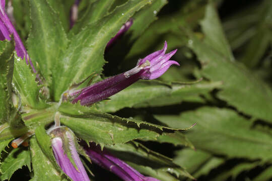 Image of Lobelia decurrens Cav.