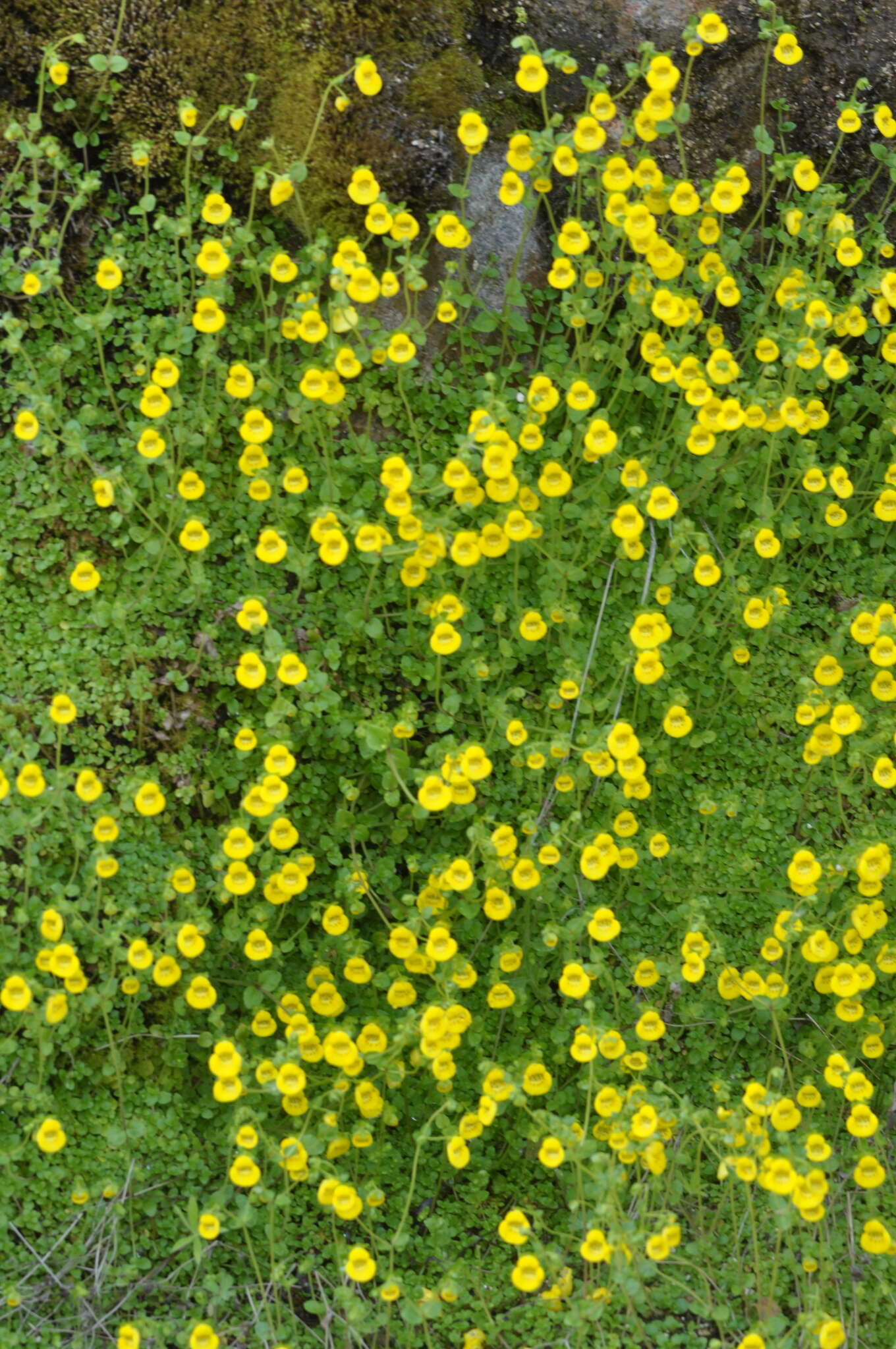 Image of Calceolaria tenella Poepp. & Endl.