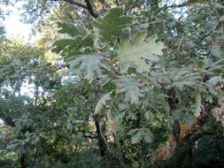 Image of Iberian white oak