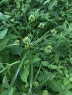 صورة Cyperus croceus Vahl