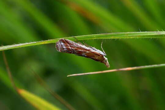 Ancylosis cinnamomella Duponchel 1836 resmi