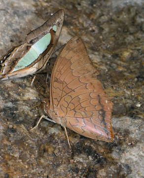 Imagem de Charaxes bernardus hierax Felder 1866