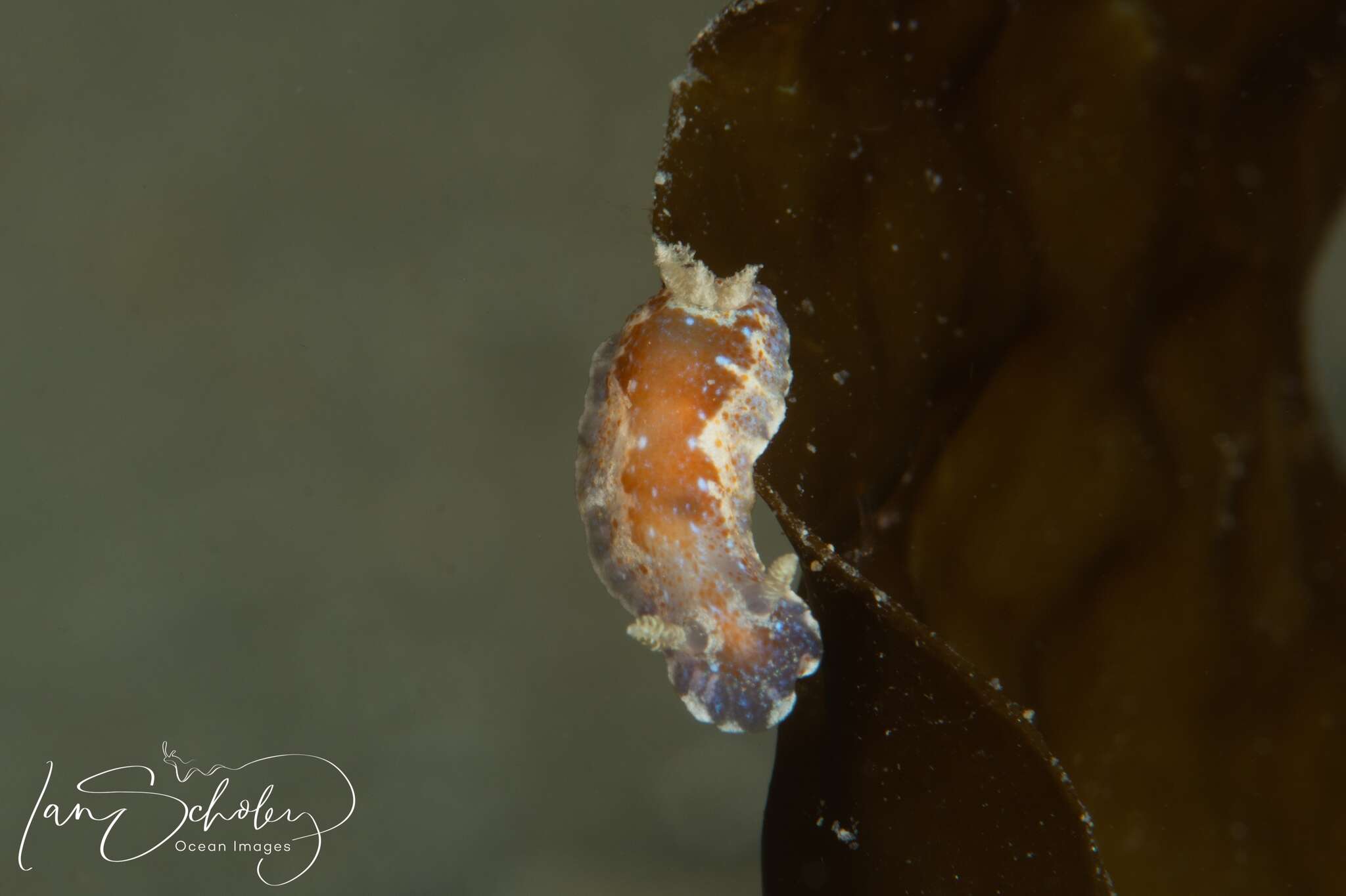 Image of Chromodoris alternata (Burn 1957)