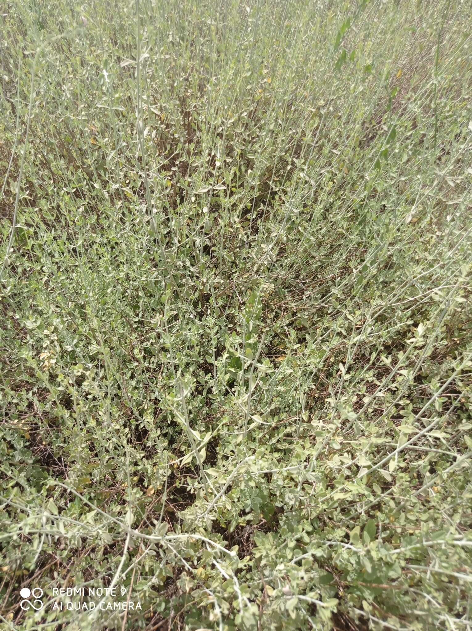 Sivun Clinopodium serpyllifolium subsp. fruticosum (L.) Bräuchler kuva