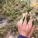 Image of Codonocarpus attenuatus (Hook.) H. Walter