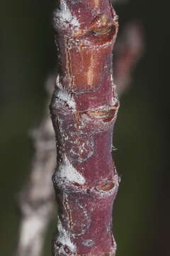 Image of Euphorbia mesembryanthemifolia Jacq.