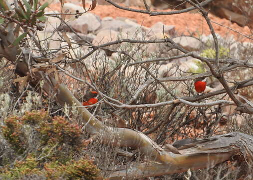 Image of Crimson Chat