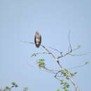 Image of Lesser Fish Eagle