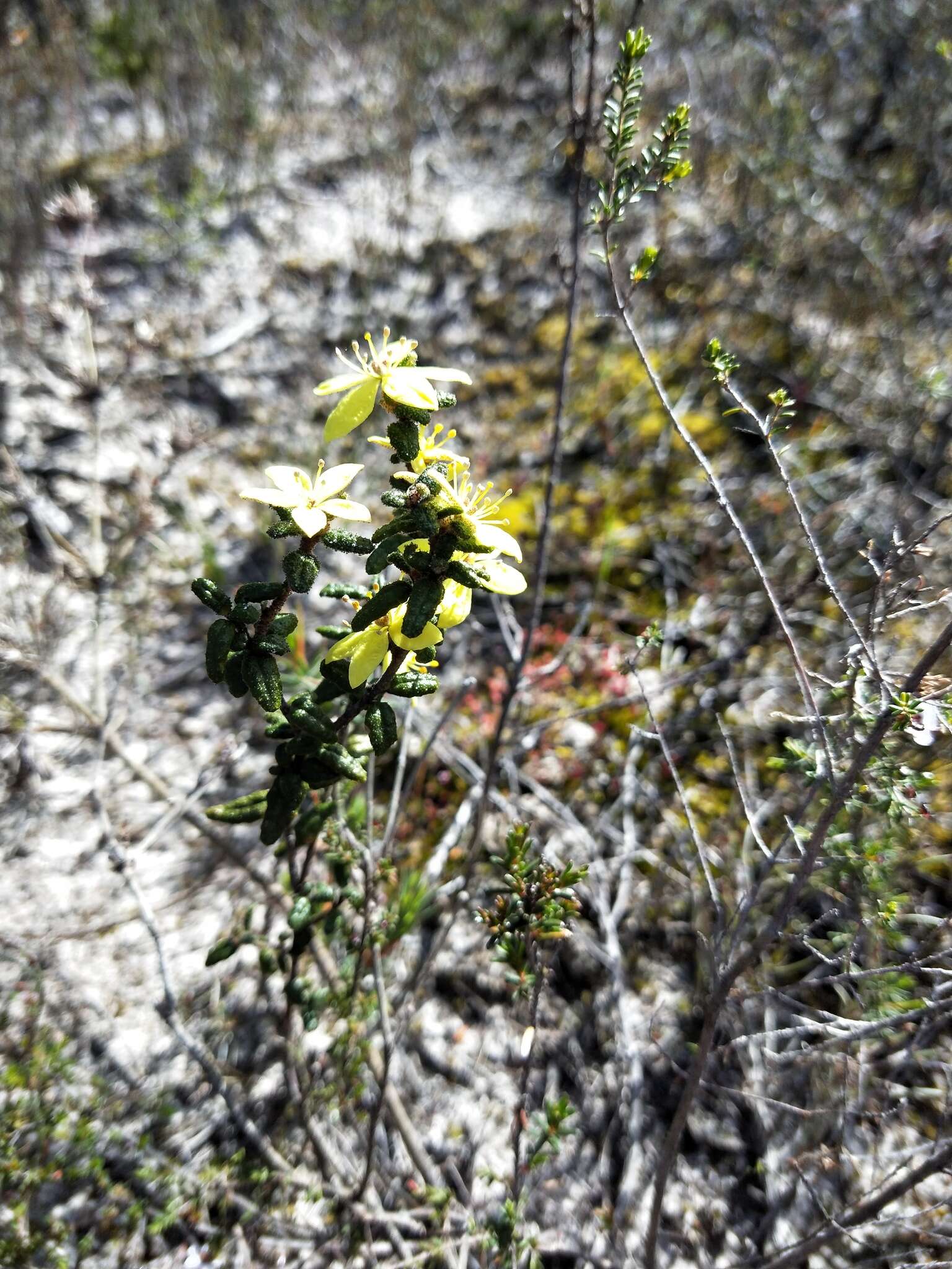 Слика од Asterolasia muricata J. M. Black