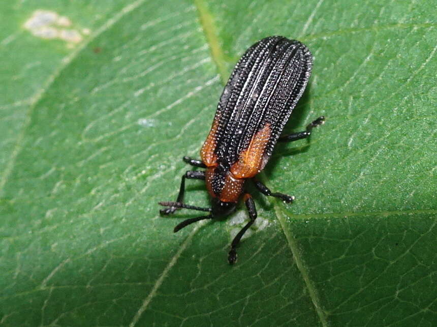 Odontota scapularis (Olivier 1808)的圖片