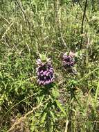 Monarda citriodora var. citriodora resmi