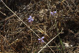 Image of Muscari parviflorum Desf.