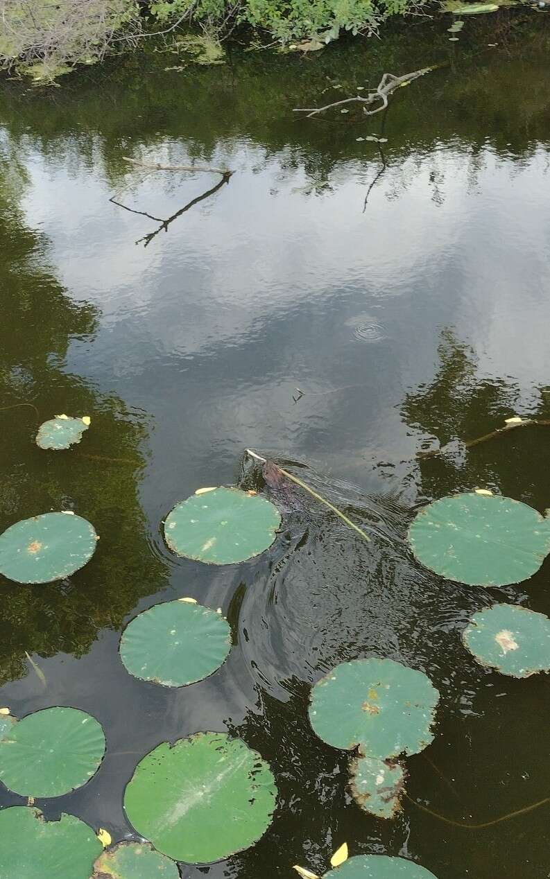 Image of Ondatra zibethicus zibethicus