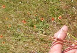 Plancia ëd Aegilops cylindrica Host