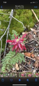 Imagem de Pedicularis aurantiaca (E. F. Sprague) Monfils & Prather