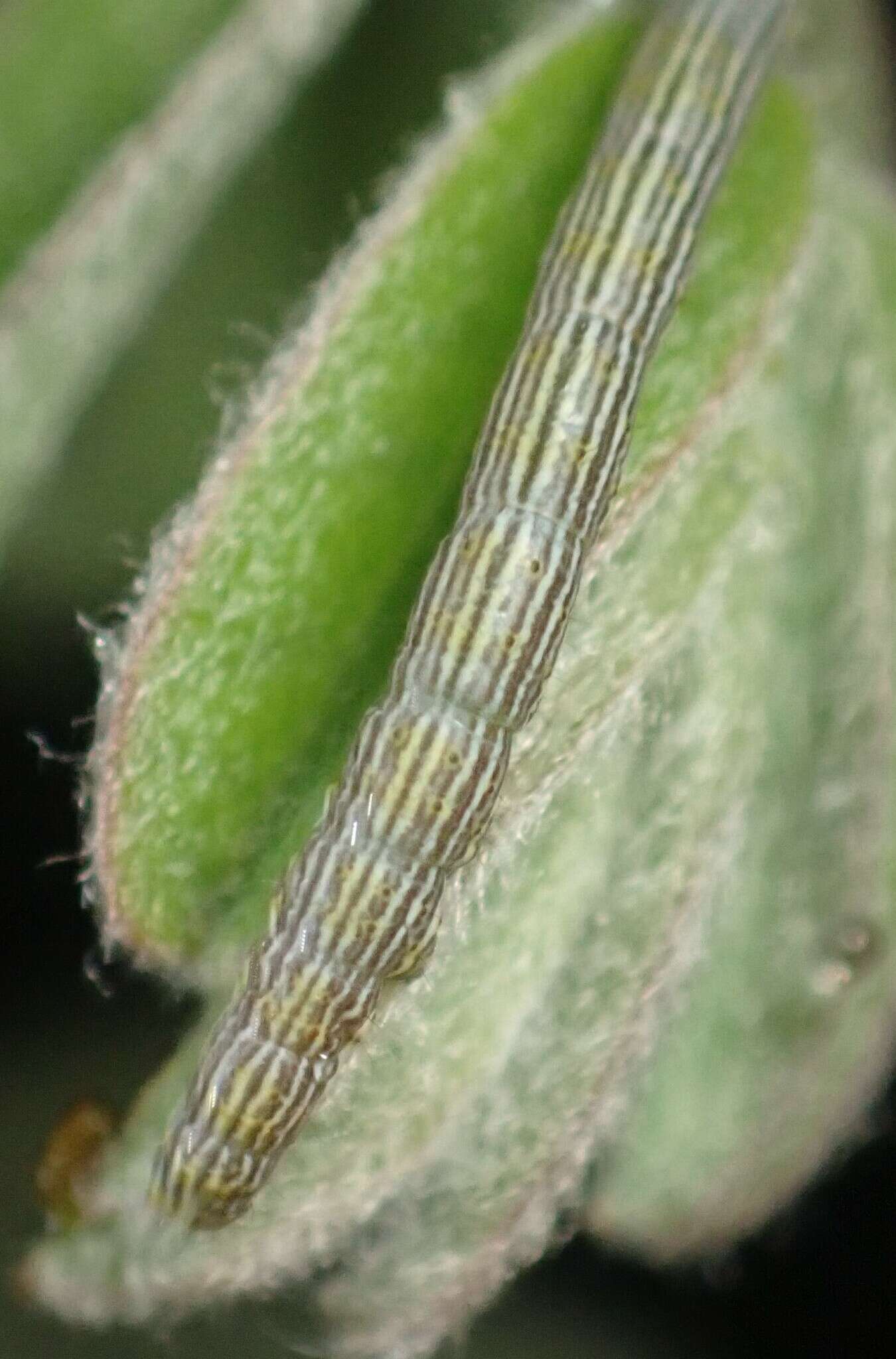 Image of Whitney's Underwing Moth