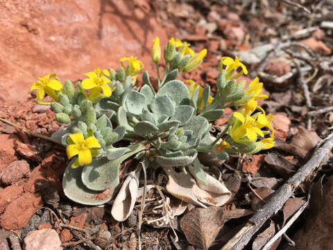 Image de Physaria chambersii Rollins