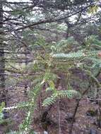 Image of Spanish Fir