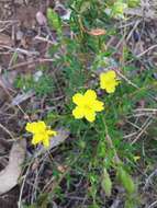 Hibbertia glebosa Toelken resmi