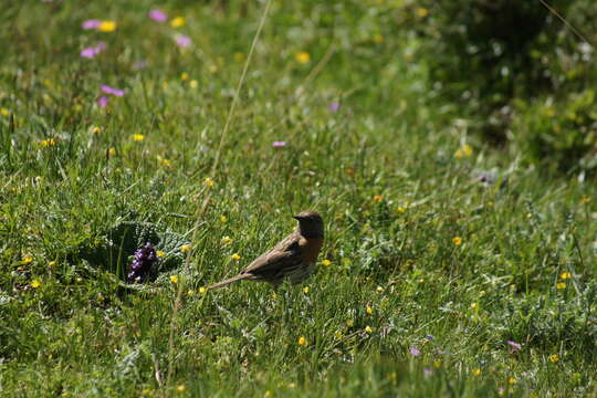 Imagem de Prunella rubeculoides (Moore & F 1854)