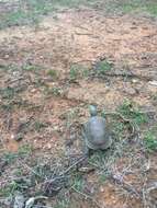 Image of Sierra Box Turtle