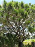 Image of Slash Pine