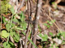 Image of Austroaeschna subapicalis Theischinger 1982