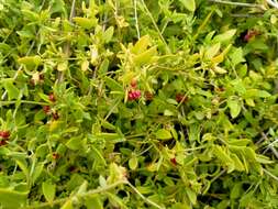 Plancia ëd Chenopodium nutans subsp. nutans