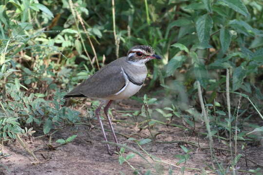 Image of Bronze-winged Courser