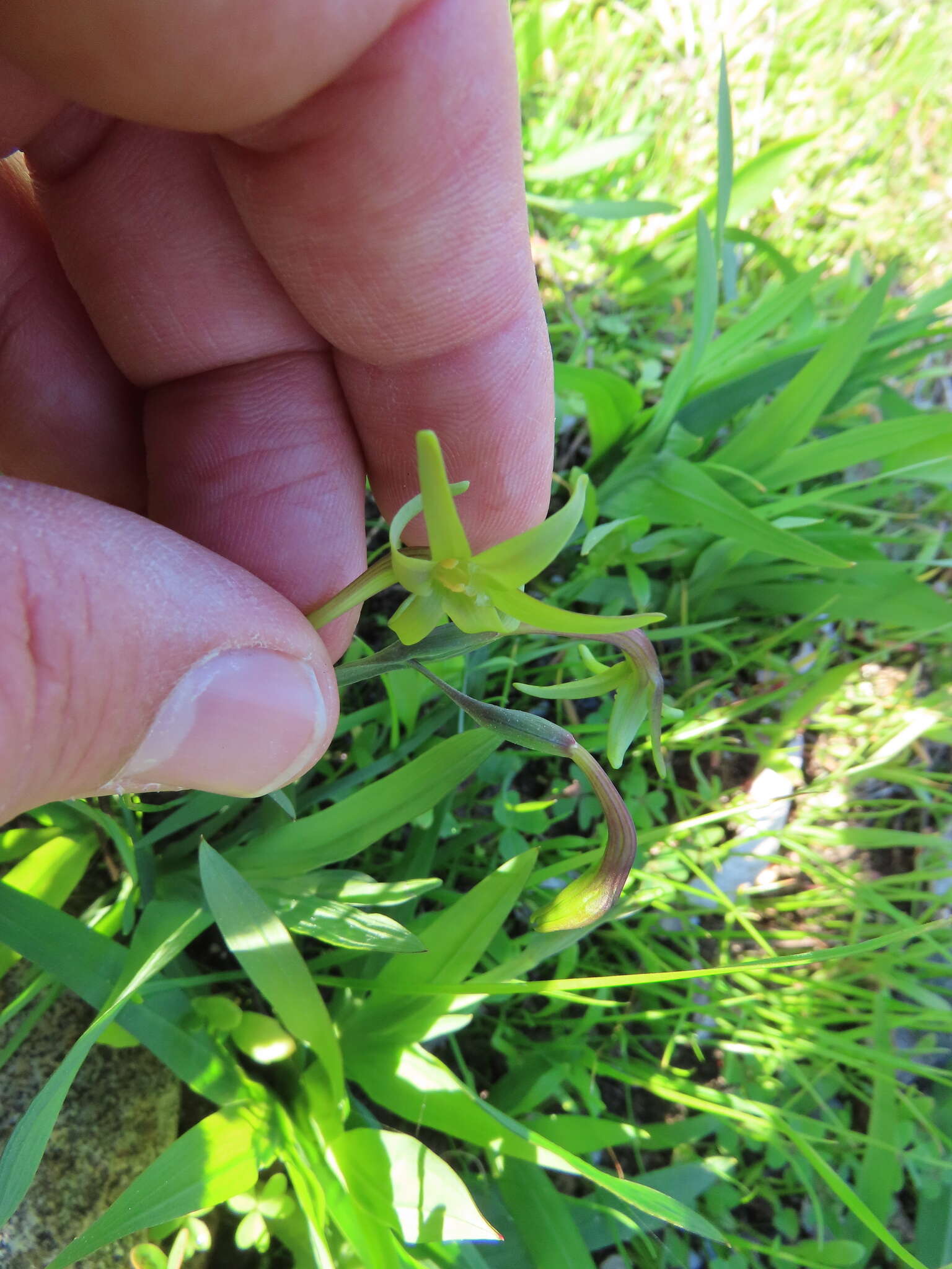 Image of Freesia viridis (Aiton) Goldblatt & J. C. Manning