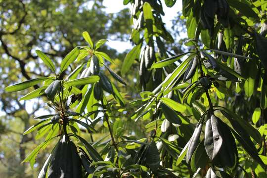 Imagem de Rhododendron ponticum subsp. baeticum (Boiss. & Reuter) Hand.-Mazz.