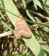 Image of Garden Webworm Moth