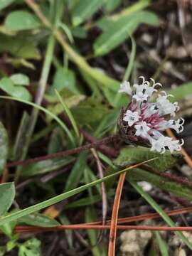 صورة Melanthera parvifolia Small