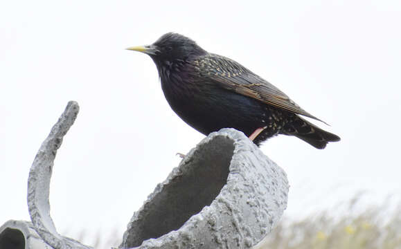 Imagem de Sturnus vulgaris faroensis Feilden 1872