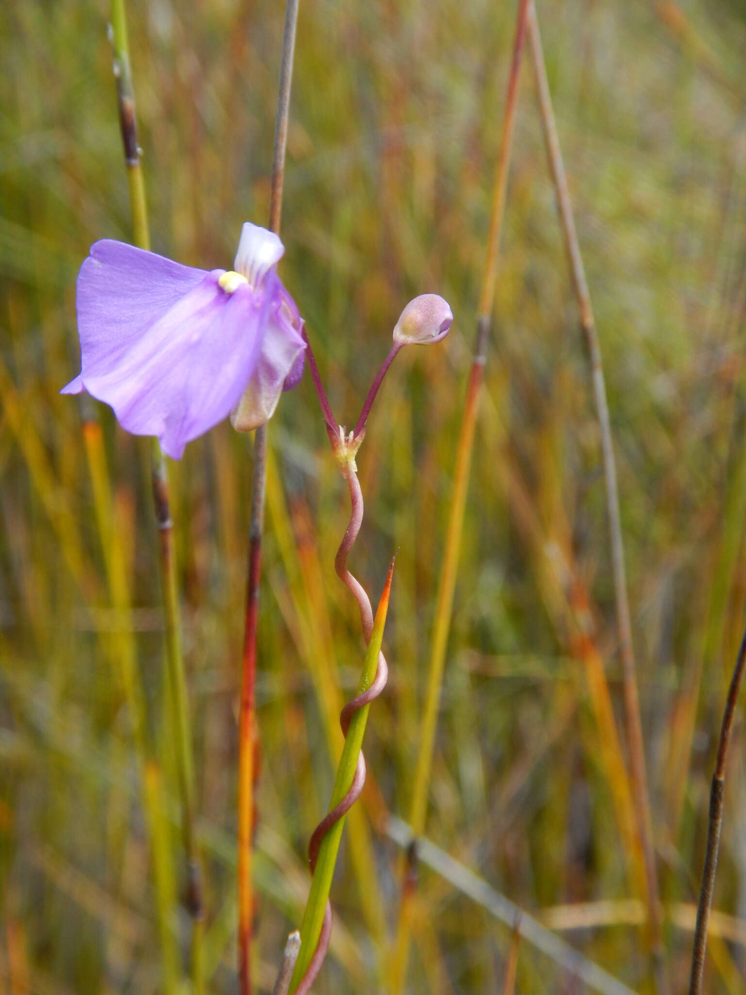 Image de Utricularia volubilis R. Br.