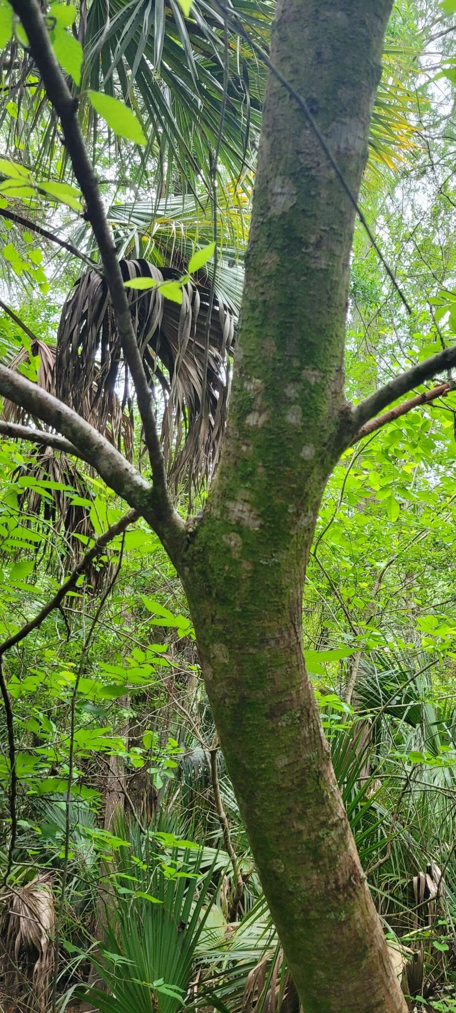 Image of Ulmus americana var. floridana (Chapm.) Little