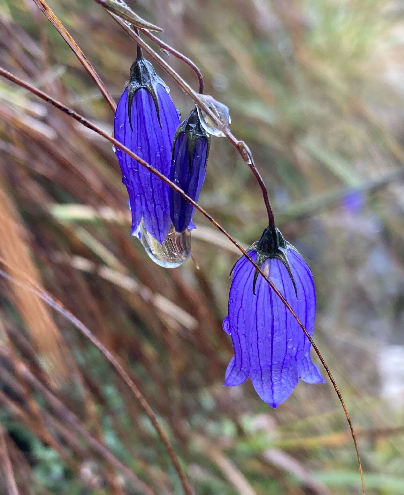 Image of Campanula cespitosa Scop.