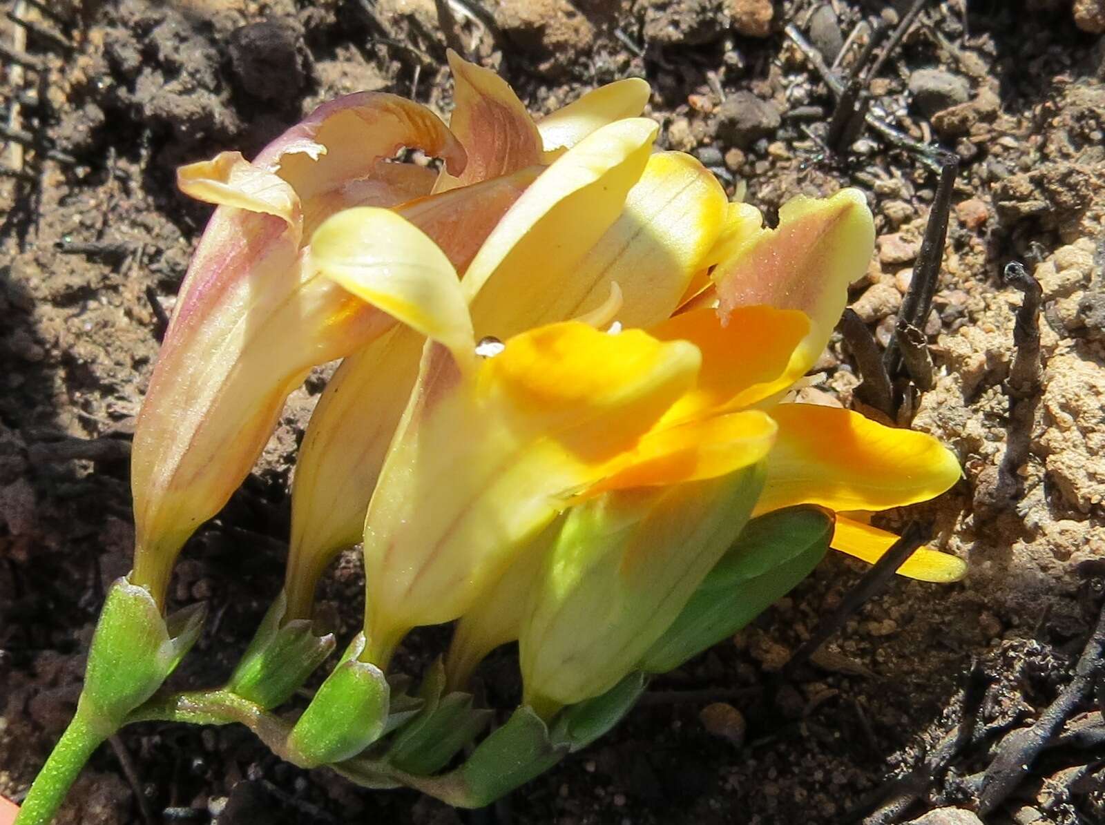 Freesia fergusoniae L. Bolus resmi