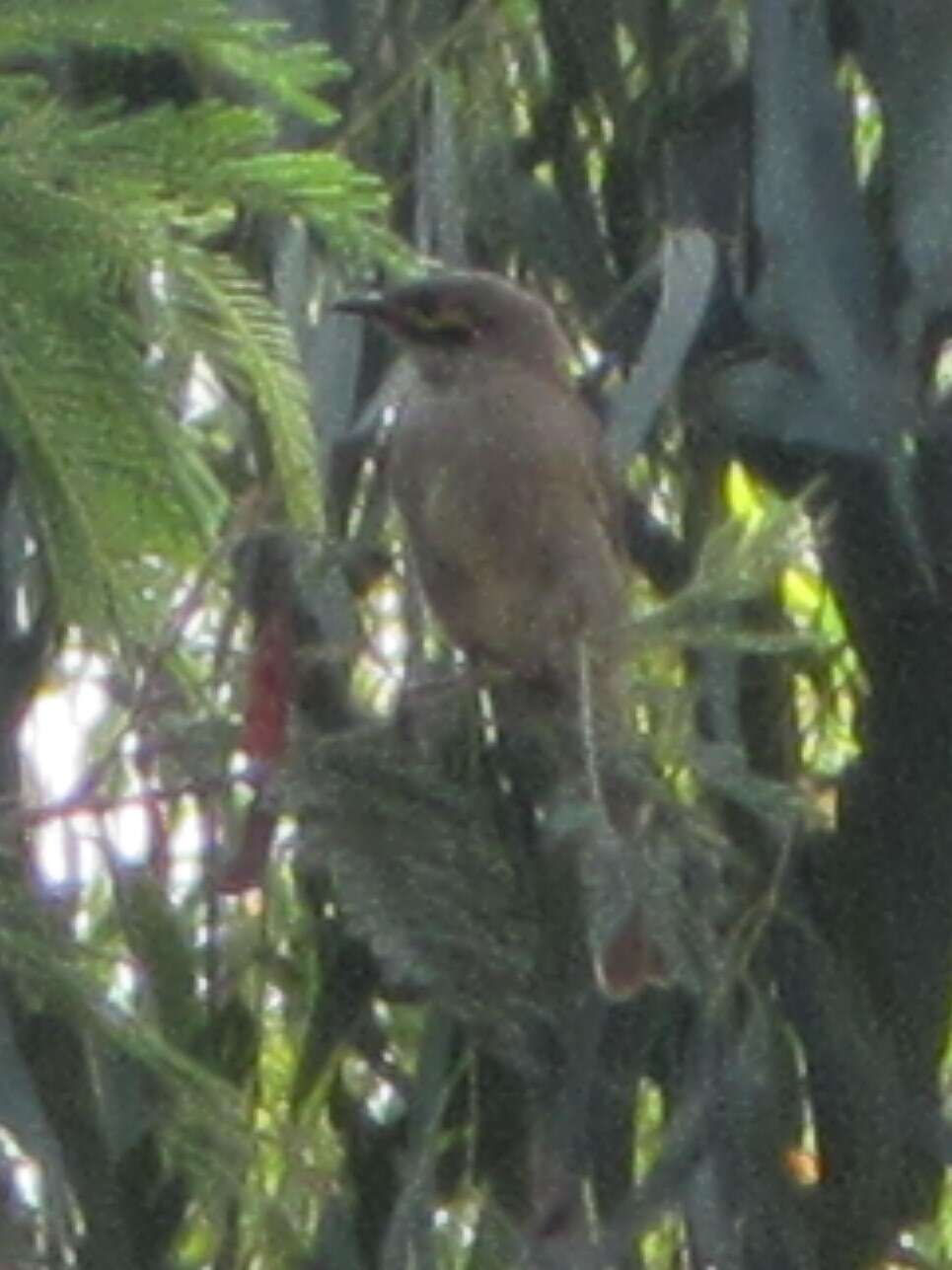 Imagem de Caligavis chrysops chrysops (Latham 1801)