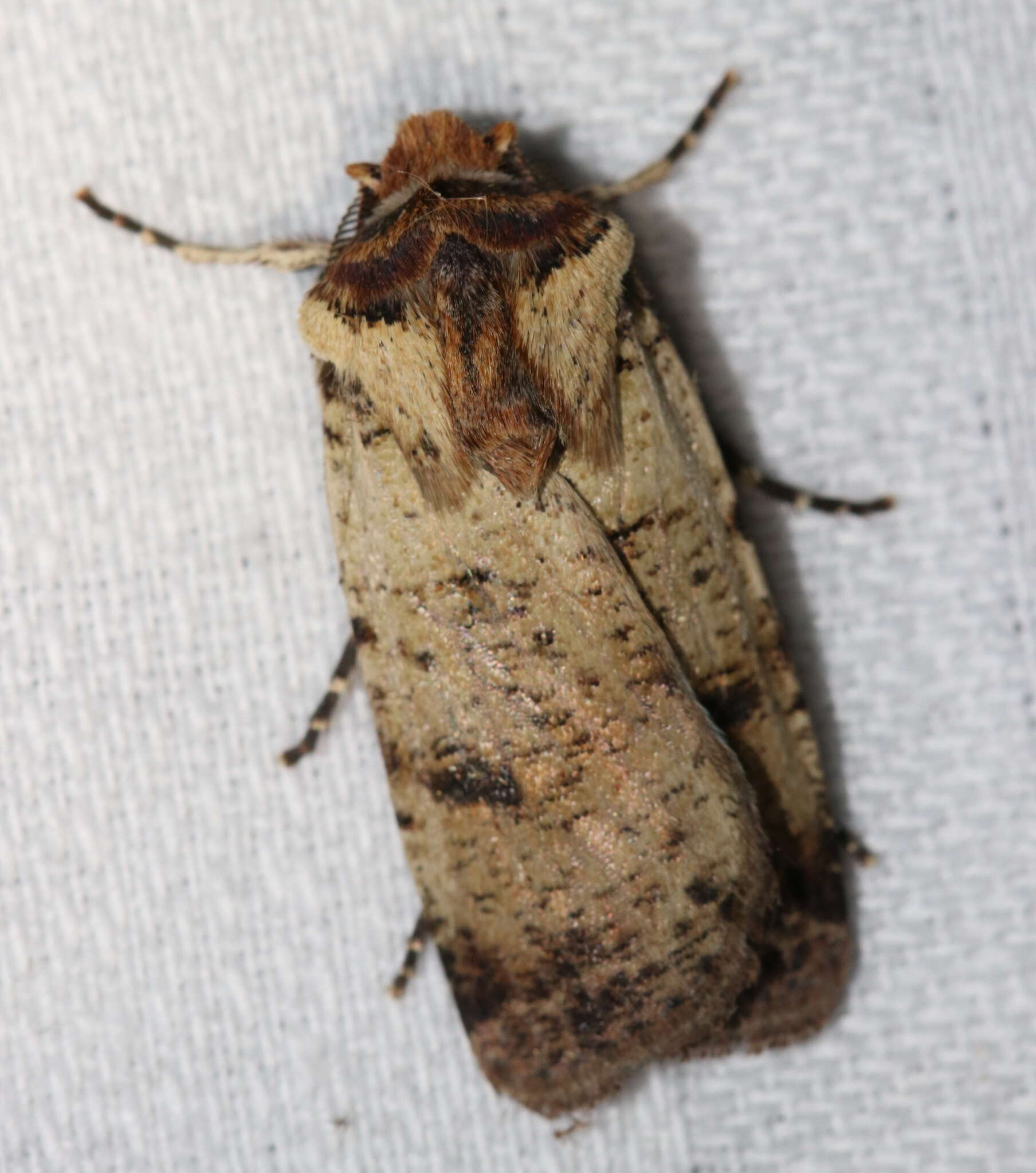 Image of Agrotis porphyricollis Guenée 1852