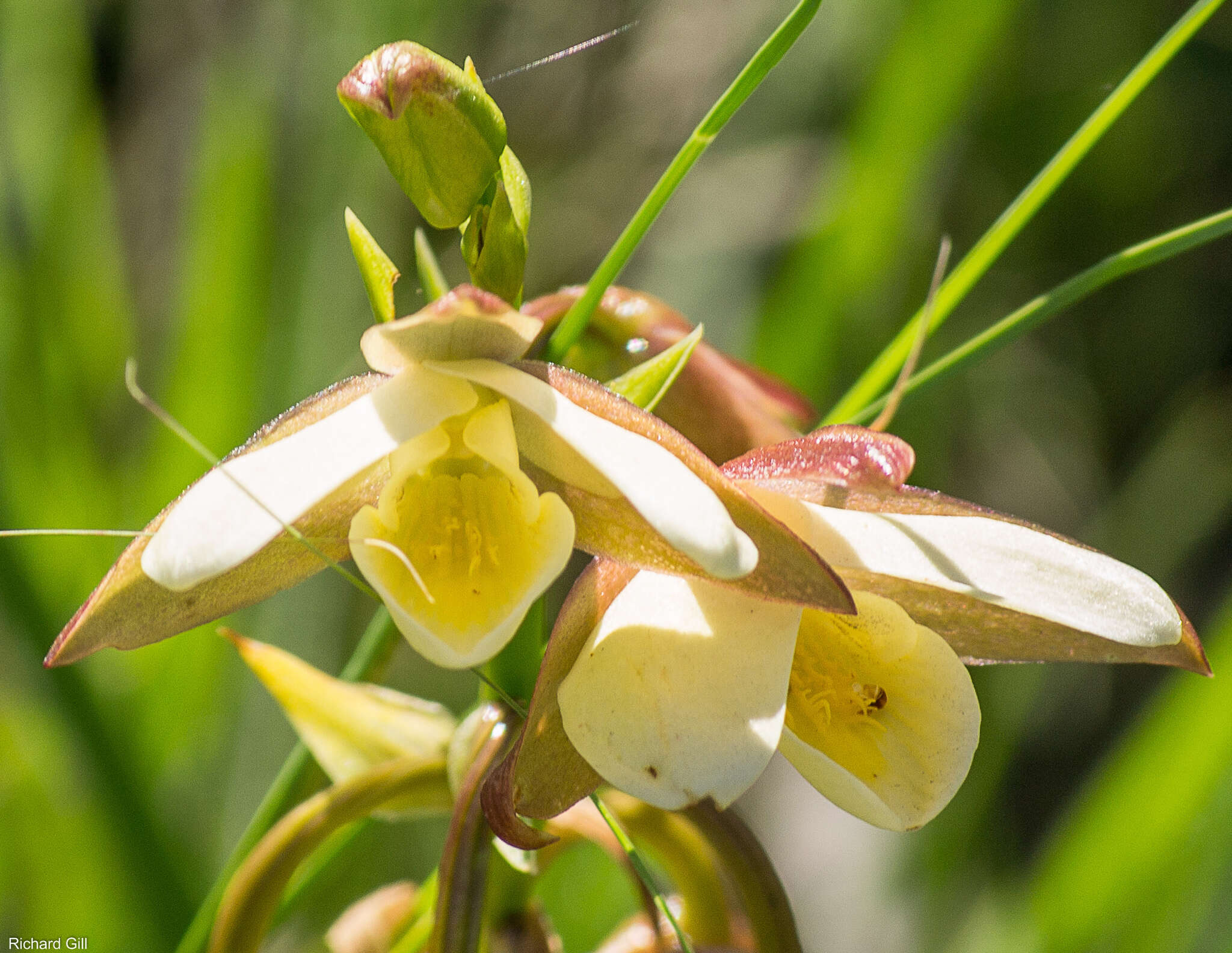 Sivun Eulophia ovalis var. bainesii (Rolfe) P. J. Cribb & la Croix kuva